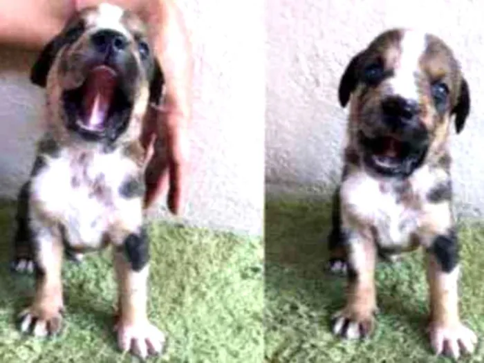 Cachorro ra a SRD idade Abaixo de 2 meses nome Bob 