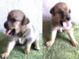 Cachorro raça SRD idade Abaixo de 2 meses nome Lia