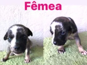 Cachorro raça SRD idade Abaixo de 2 meses nome Bia 