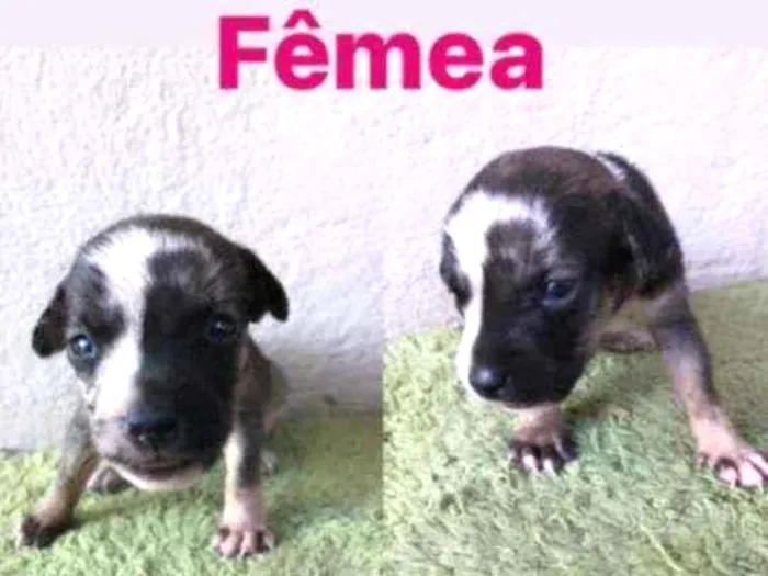 Cachorro ra a SRD idade Abaixo de 2 meses nome Bia 