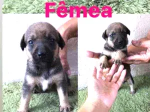 Cachorro raça SRD idade Abaixo de 2 meses nome Lila