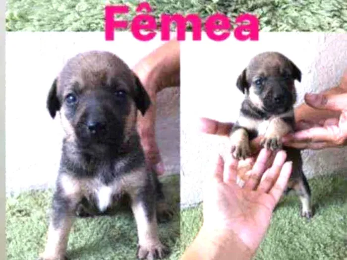 Cachorro raça SRD idade Abaixo de 2 meses nome Lila