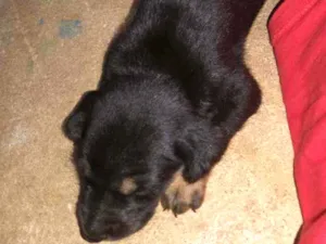 Cachorro raça Vira Lata idade 2 a 6 meses nome Toby