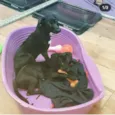 LOKI & CHERRIE