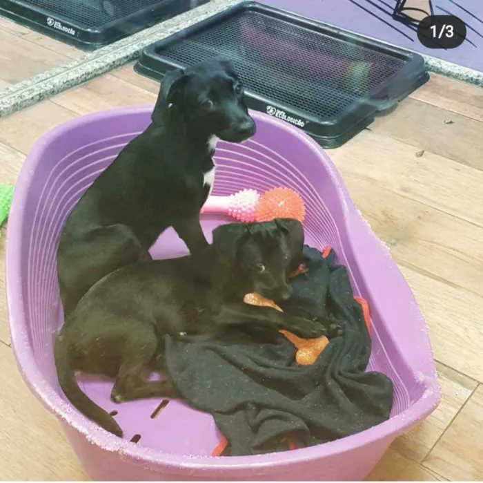 Cachorro ra a SRD idade 2 a 6 meses nome LOKI & CHERRIE