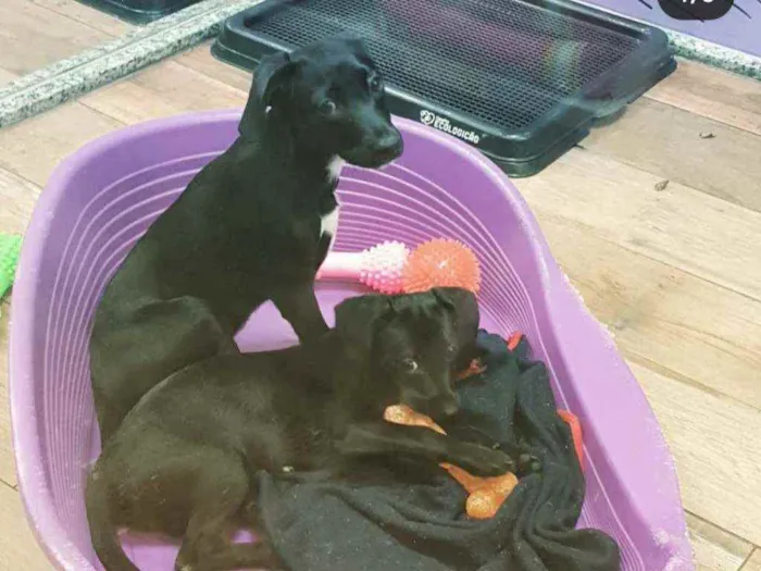 Cachorro ra a SRD idade 2 a 6 meses nome LOKI & CHERRIE