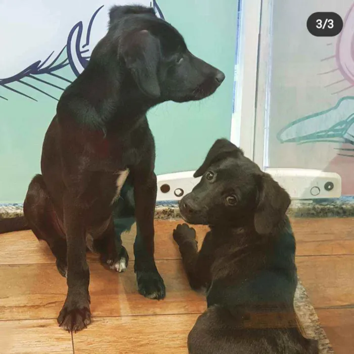 Cachorro ra a SRD idade 2 a 6 meses nome LOKI & CHERRIE