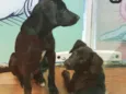 LOKI & CHERRIE