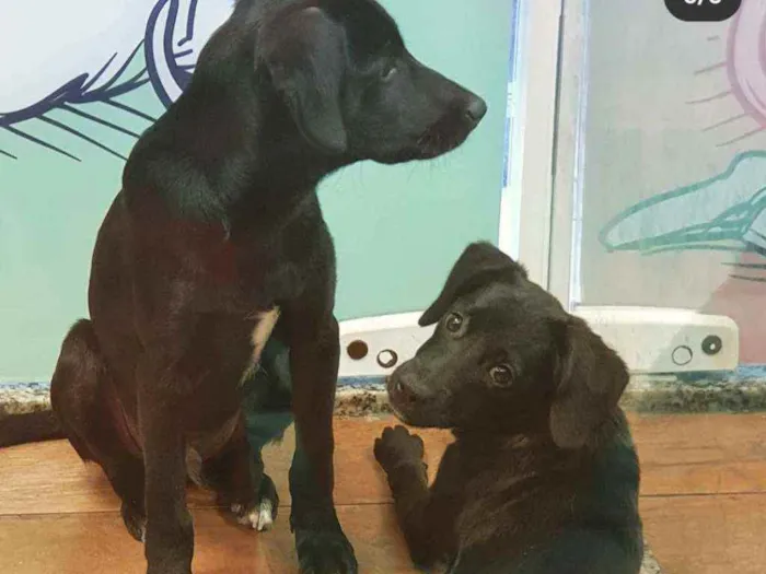 Cachorro ra a SRD idade 2 a 6 meses nome LOKI & CHERRIE