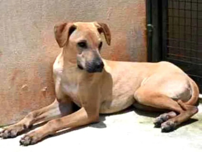 Cachorro raça Vira lata  idade 1 ano nome Alvaro 