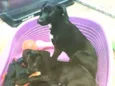 LOKI & CHERRIE
