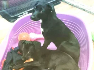 Cachorro raça SRD idade 2 a 6 meses nome LOKI & CHERRIE