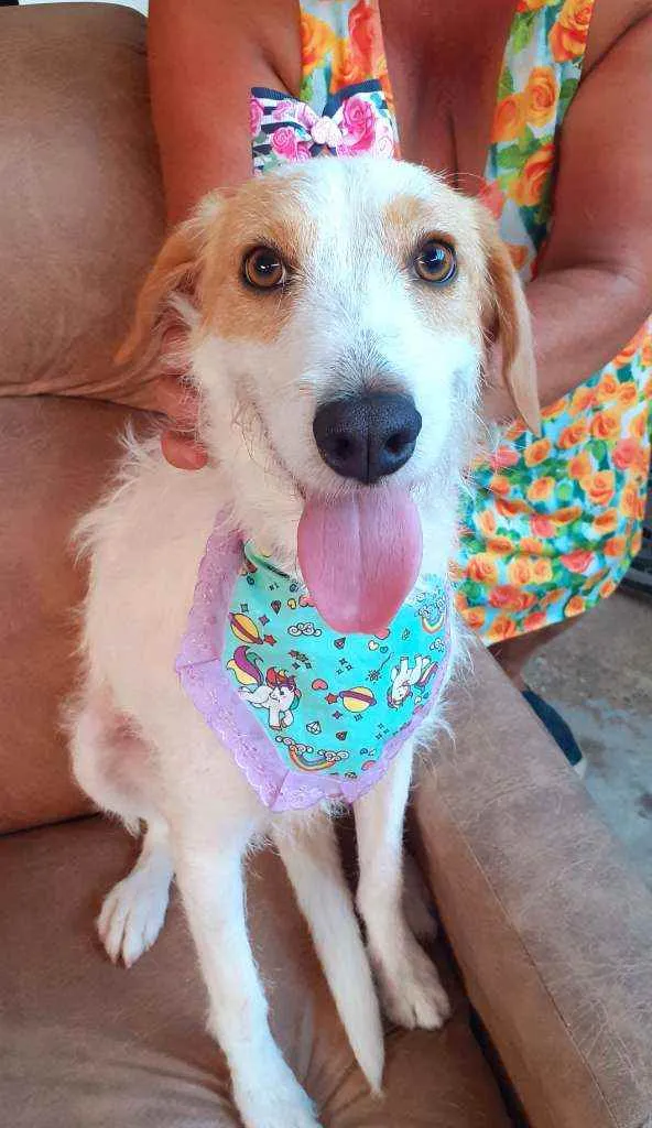 Cachorro ra a Srd idade 2 anos nome Sambista