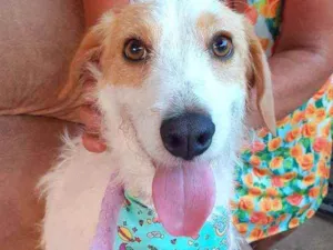 Cachorro raça Srd idade 2 anos nome Sambista