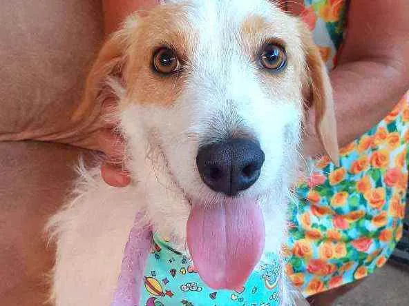 Cachorro ra a Srd idade 2 anos nome Sambista