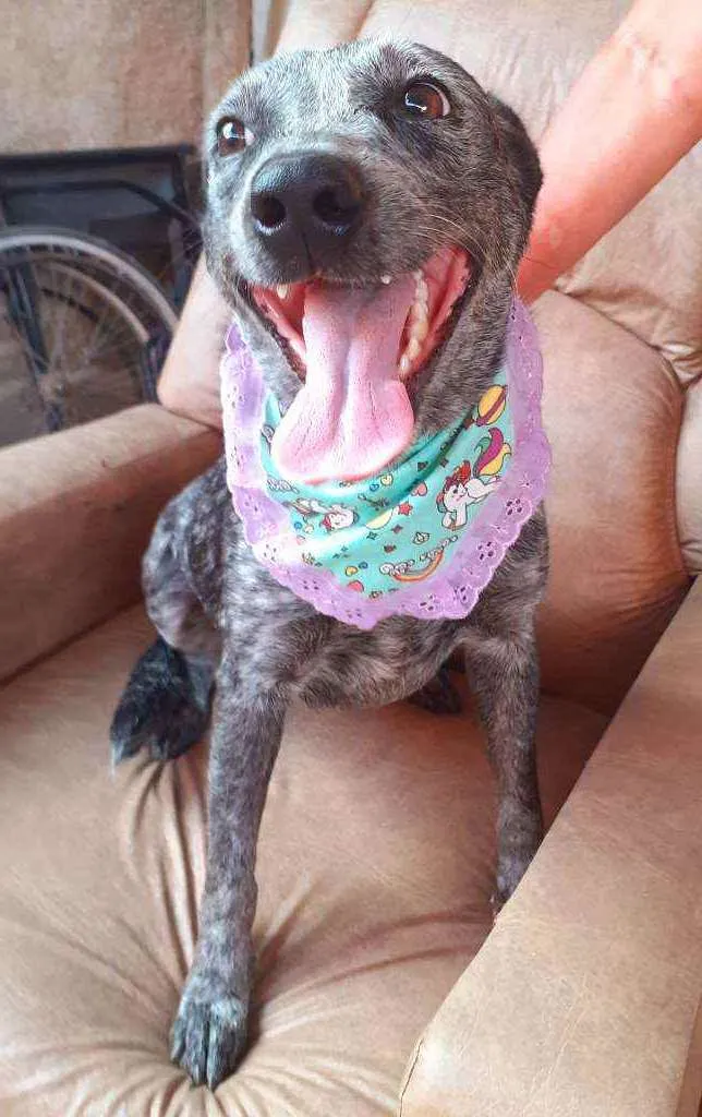 Cachorro ra a Srd idade 2 anos nome Lolita