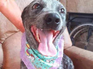 Cachorro raça Srd idade 2 anos nome Lolita