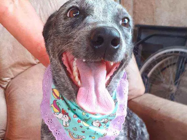Cachorro ra a Srd idade 2 anos nome Lolita