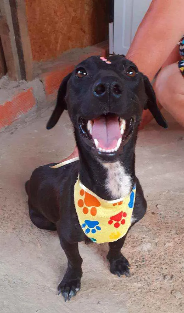 Cachorro ra a Srd idade 1 ano nome Luna