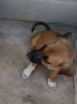 Cachorro raça SRD (SEM RAÇA DEFINIDA) idade 2 a 6 meses nome Safira