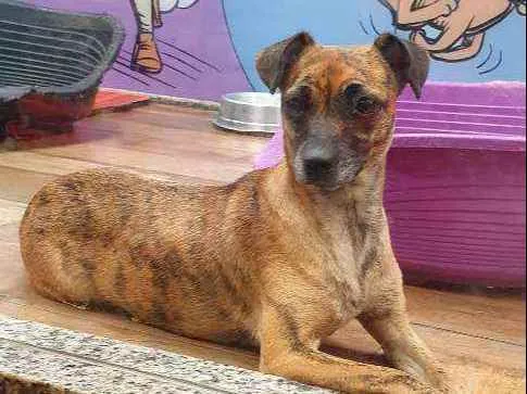 Cachorro ra a SRD idade 2 anos nome FLORA 
