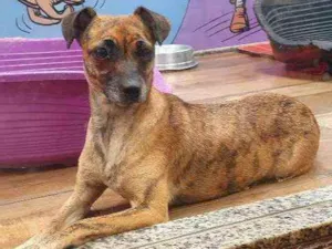 Cachorro raça SRD idade 2 anos nome FLORA 