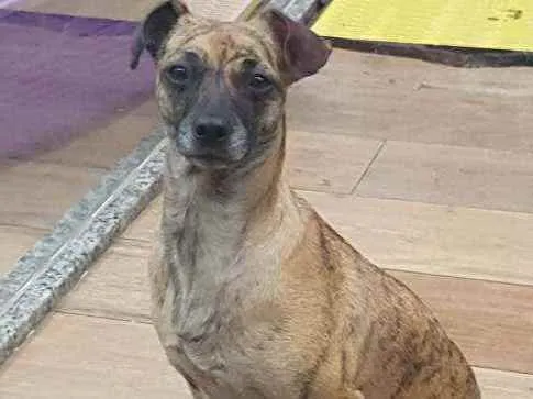 Cachorro ra a SRD idade 2 anos nome FLORA 
