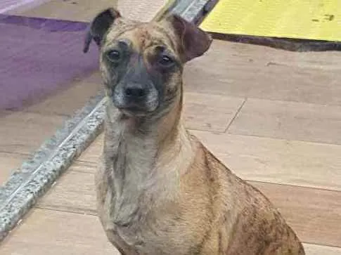 Cachorro ra a SRD idade 2 anos nome FLORA 