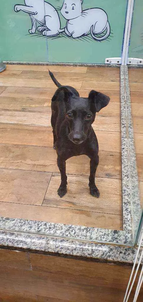 Cachorro ra a SRD idade 2 anos nome PINAH 