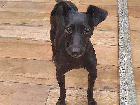 Cachorro ra a SRD idade 2 anos nome PINAH 