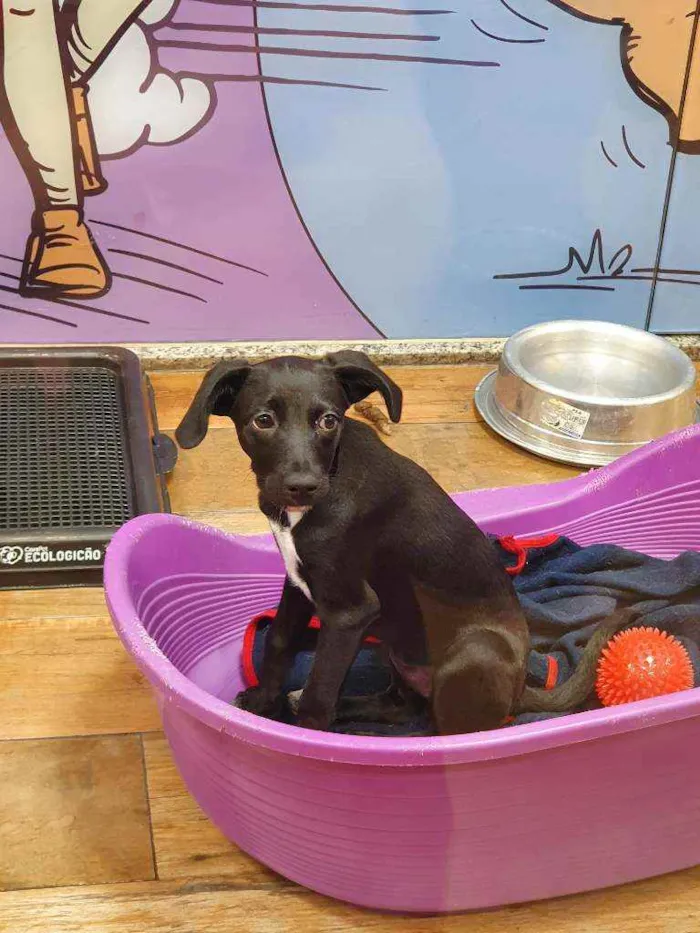Cachorro ra a SRD idade 2 a 6 meses nome ISABEL