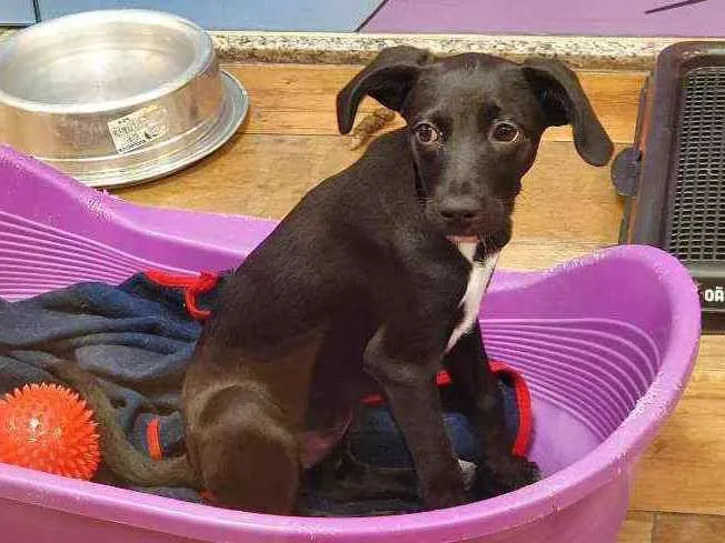 Cachorro ra a SRD idade 2 a 6 meses nome ISABEL