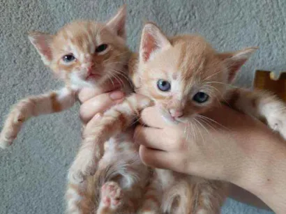 Gato raça Não sei idade 2 a 6 meses nome Sem nome