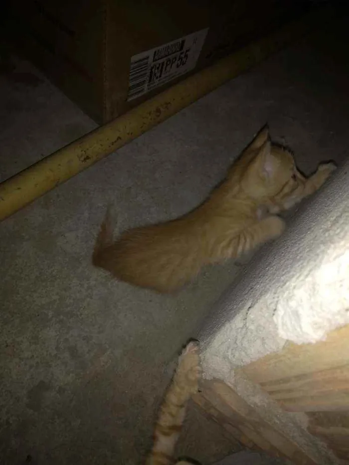 Gato raça Não sei idade 2 a 6 meses nome Sem nome