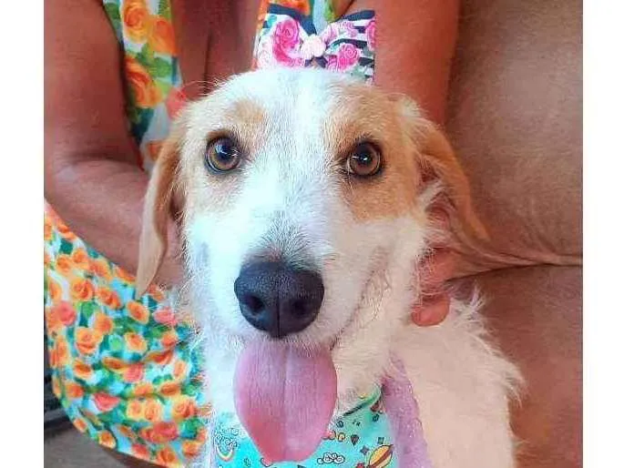 Cachorro ra a Srd idade 2 anos nome Sambista