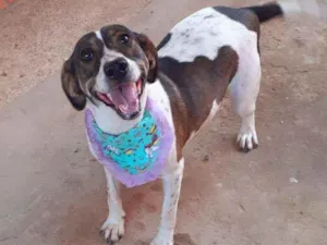 Cachorro raça Srd idade 2 anos nome Julia