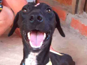 Cachorro raça Srd idade 1 ano nome Luna