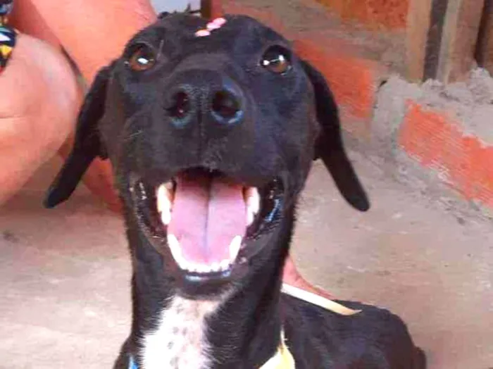 Cachorro ra a Srd idade 1 ano nome Luna