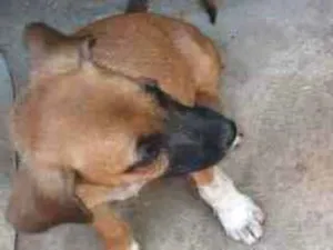 Cachorro raça SRD (SEM RAÇA DEFINIDA) idade 2 a 6 meses nome Safira