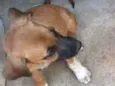 Safira