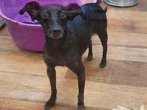 Cachorro ra a SRD idade 2 anos nome PINAH 