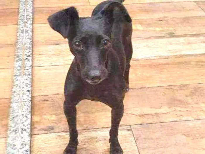 Cachorro ra a SRD idade 2 anos nome PINAH 