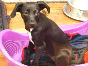 Cachorro raça SRD idade 2 a 6 meses nome ISABEL