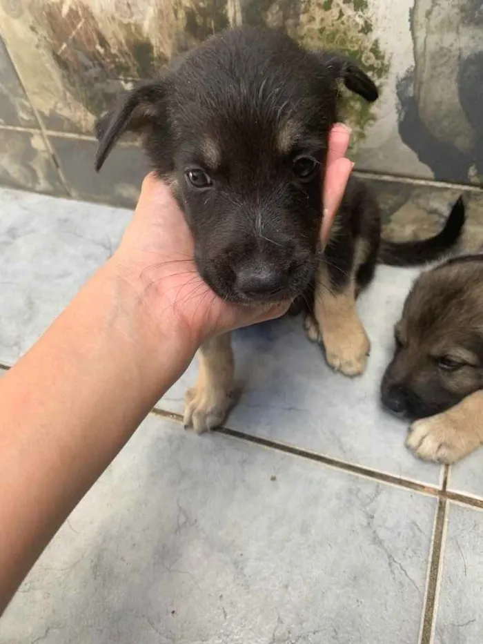 Cachorro ra a  pastor australiano e vira lat idade Abaixo de 2 meses nome Sem nome 