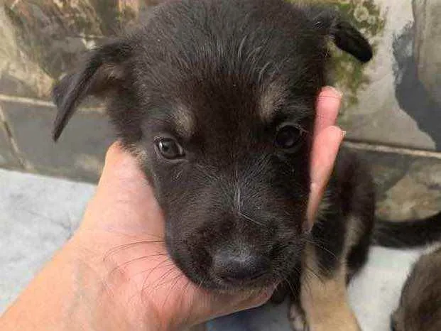 Cachorro ra a  pastor australiano e vira lat idade Abaixo de 2 meses nome Sem nome 