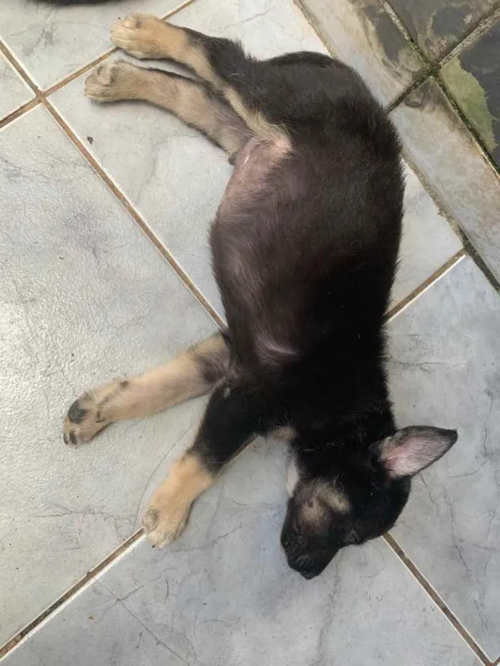 Cachorro ra a  pastor australiano e vira lat idade Abaixo de 2 meses nome Sem nome 