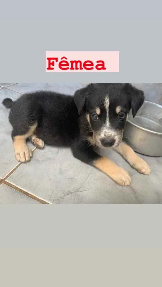 Cachorro ra a  pastor australiano e vira lat idade Abaixo de 2 meses nome Sem nome 