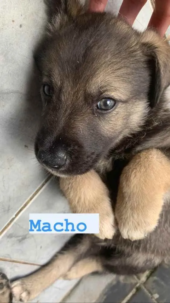 Cachorro ra a  pastor australiano e vira lat idade Abaixo de 2 meses nome Sem nome 