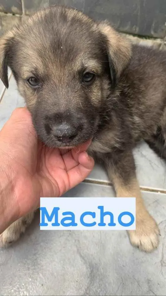 Cachorro ra a  pastor australiano e vira lat idade Abaixo de 2 meses nome Sem nome 