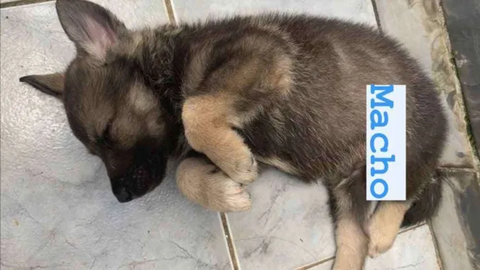 Cachorro ra a  pastor australiano e vira lat idade Abaixo de 2 meses nome Sem nome 